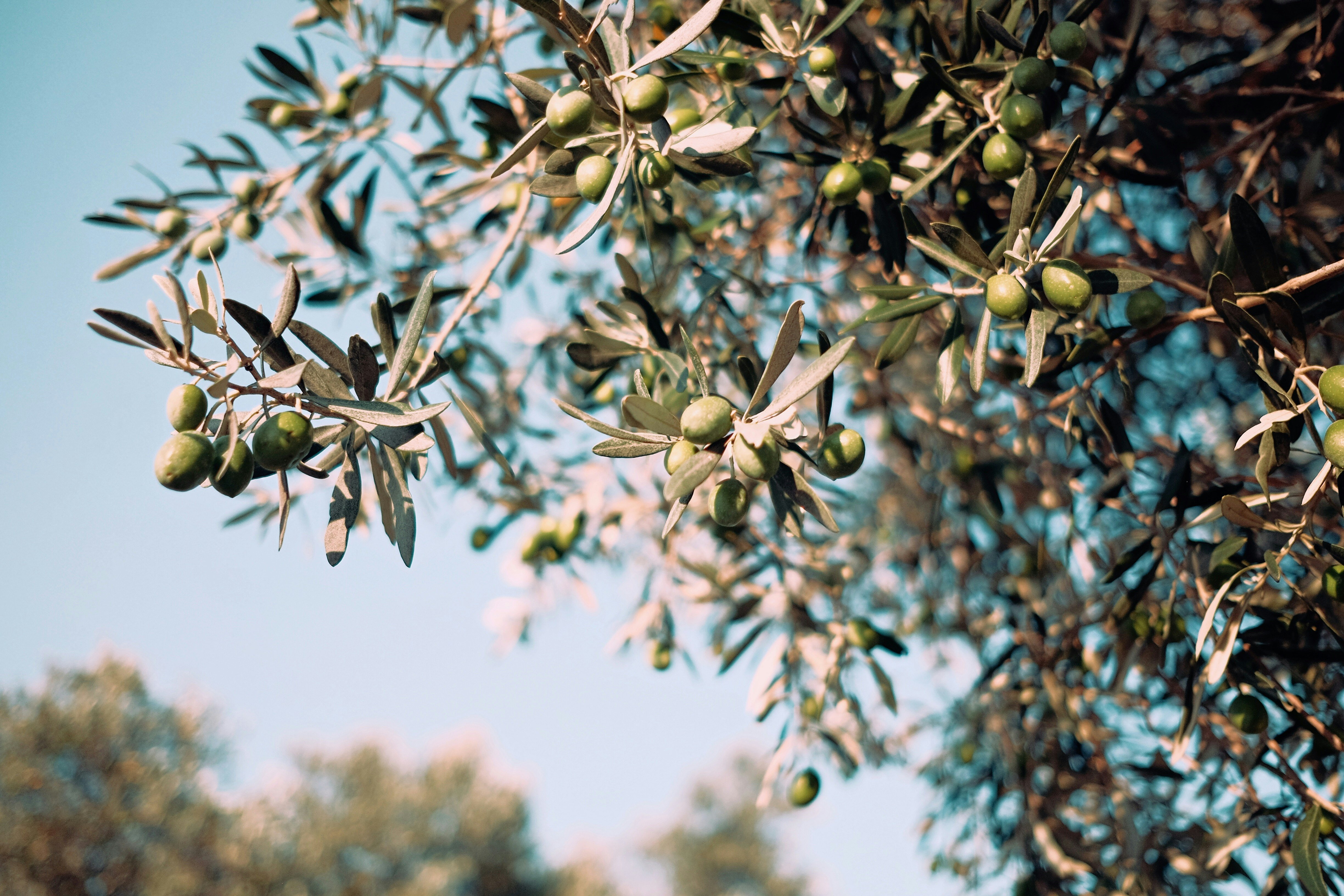 olive-oil-product-description-image-1