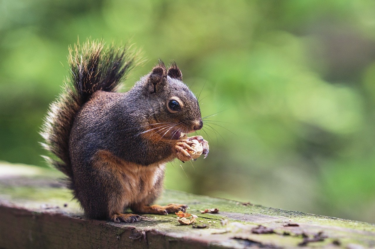 hazelnut-squirrel